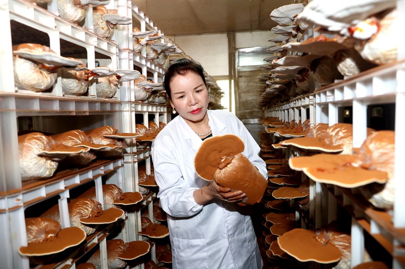 ��̖(h��o)����