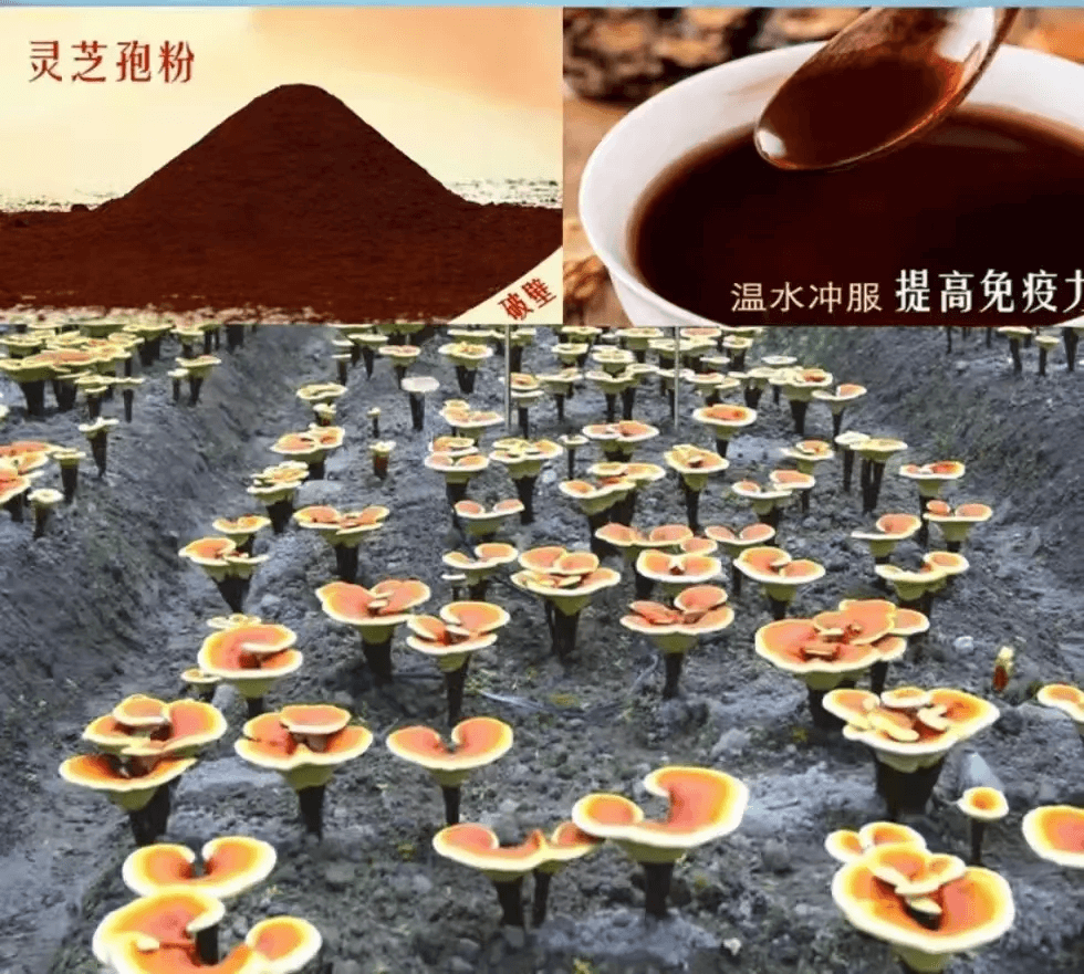 ΢�ňDƬ_20250401154256.png